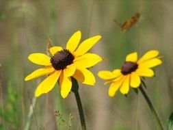 Yellow and brown blossoming flowers clipart