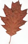 dry Red Oak Leaf