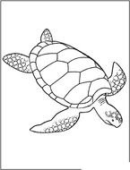 Tortugas Para Colorear drawing