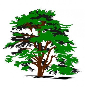 Rainforest Tree Clip Art N3