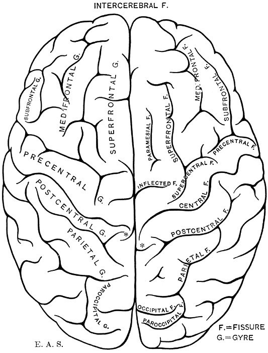 Brain Clip Art N80
