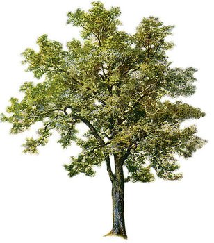 Tree Clip Art N126