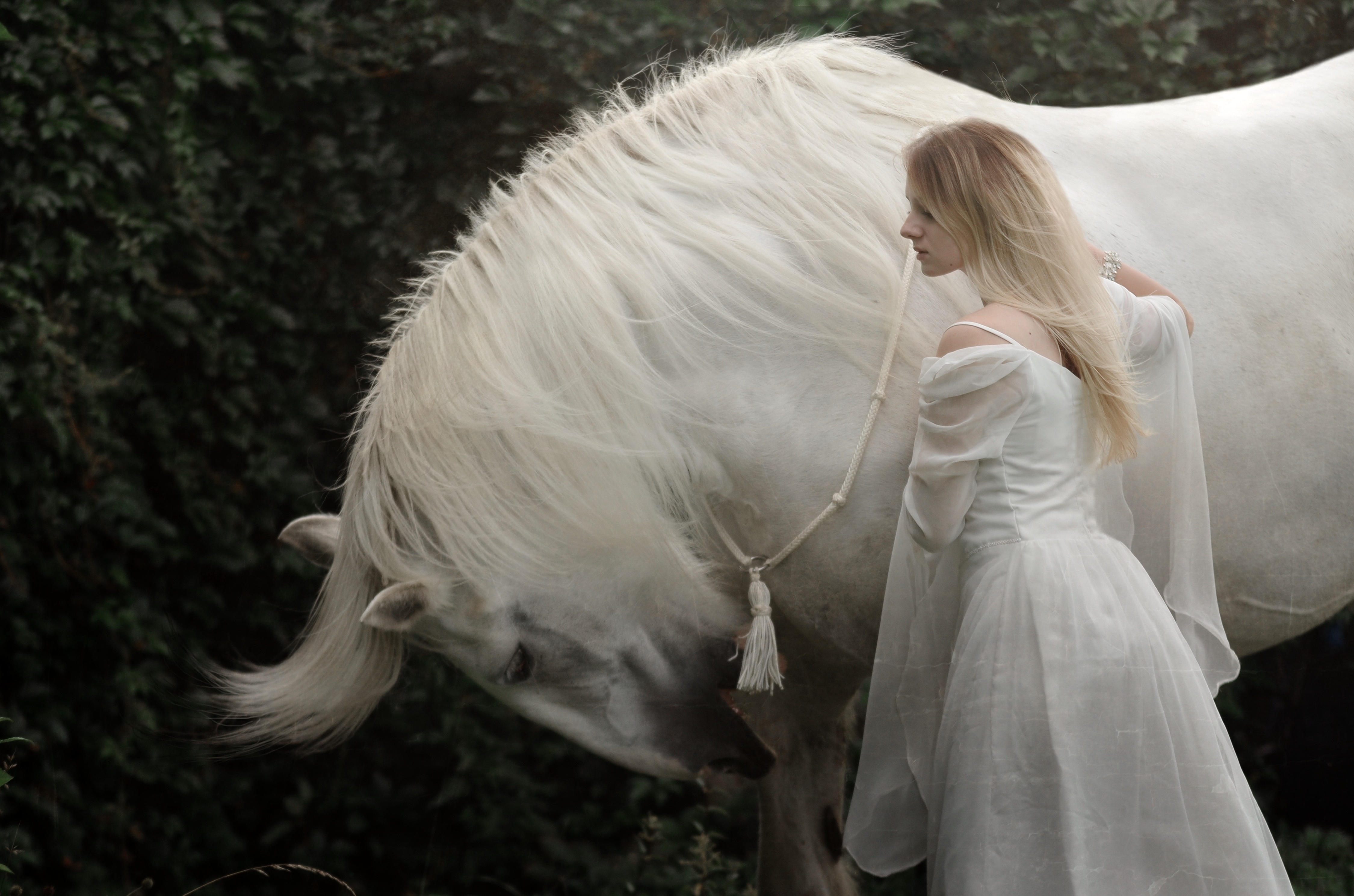 Сонник видеть лошадь. Девушка и белая лошадь. Девушка с лошадью. Фотосессия с лошадьми. Девушка с белым конем.