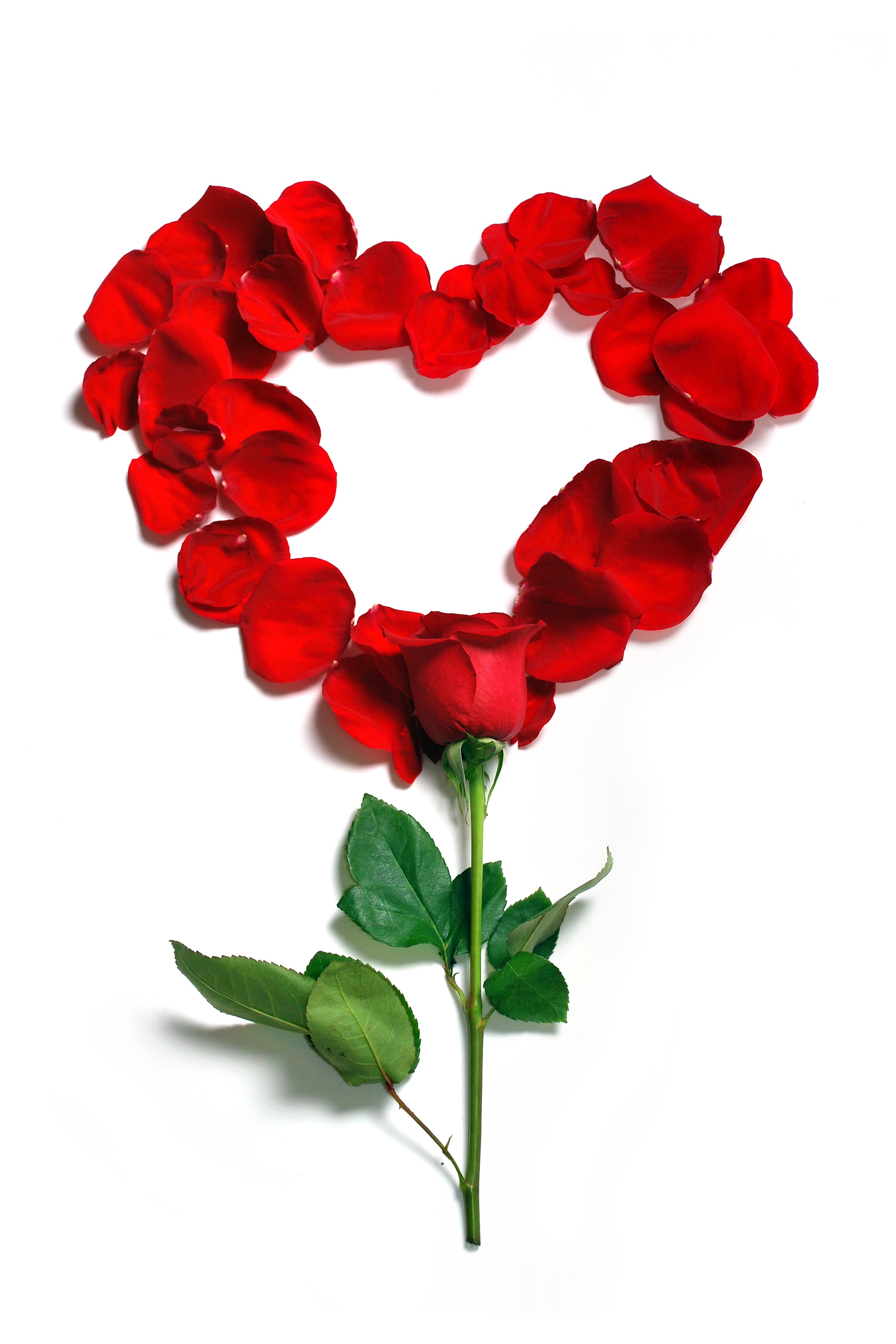 Rose Petals in heart shape free image download