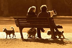 couple with dogs on the bench