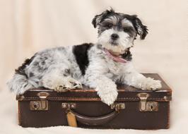 dog on an old suitcase