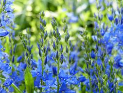 Veronica teucrium in Bloom