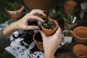 potted cactus in female hands, gardening