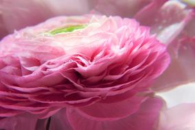lush pink ranunculus