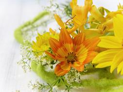 Beautiful, blooming, orange and yellow flowers in spring, at white background