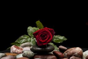 Valentineâs Day background, rose on pebbles