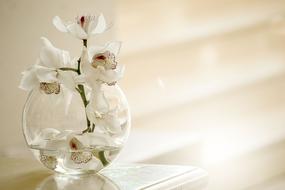 white orchid in vase