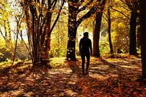 man walks in the autumn forest