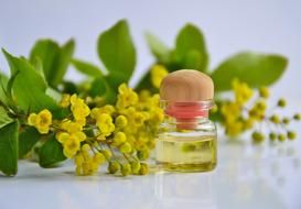 cosmetic oil and yellow barberry flowers