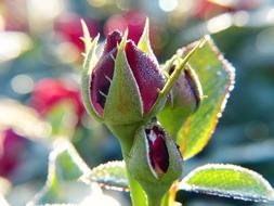Rose Bud red green