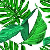 Tropical green leaves clipart