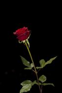 delicate red rose on the black background