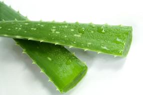 two fresh aloe leaves