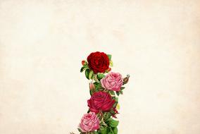 background with vintage roses