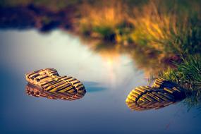 two shoes swim in the lake