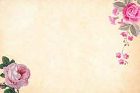pink roses at beige background, vintage drawing