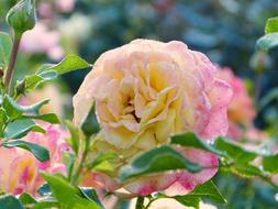 Closeup Picture of the Rose Blossom