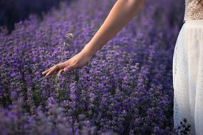 girl in white on a lavender field close-up in a blurry background