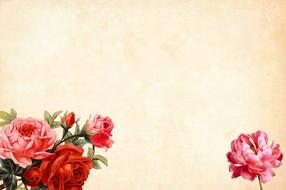 vintage background with watercolour roses