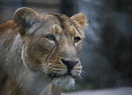 Lion Mom on a blurred background