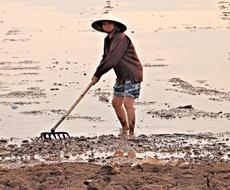 woman in a rice field in Hanoi