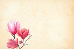 pink flower background watercolor drawing