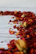 red dried flowers at grey wooden surface