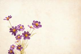 bunch of purple cosmos flowers at old paper, vintage background