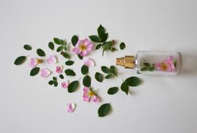 perfume bottle and rose petals