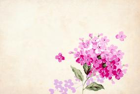 pink tiny flowers, vintage floral background, border