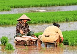 People, sitting on the beautiful rice plants with green plants in Viet Nam, in spring