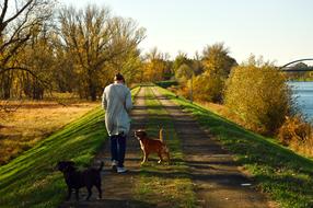 Person with two dogs walking on road at fall
