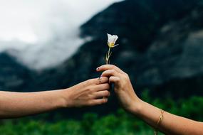 white mountain flower in the hands of lovers