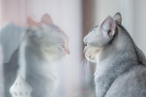 Cute, beautiful and colorful cat, looking in the window