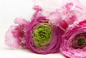 Close-up of the beautiful, blossoming, pink, green and white Ranunculus flowers