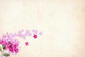 painted lilac branch on a pink background
