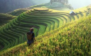 man in a rice field in china