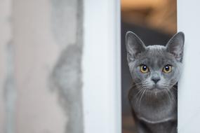 grey Cat staring from doorway