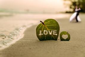 love on a green leaf in the sand