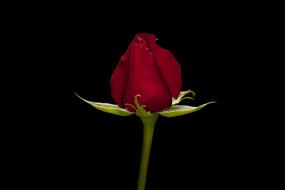 Valentineâs day, symbol of Love, red rose Flower