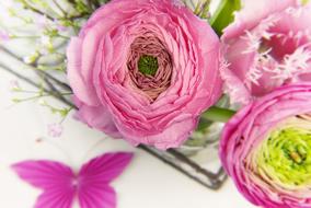 Closeup picture of pink fluffy Ranunculus Blossoms