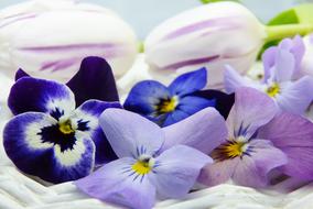 Violet Tulip flowers