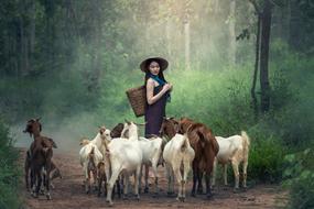 young asian girl with herd of goats on path in forest
