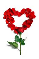 Rose Petals in heart shape