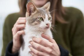 woman caressing a cat